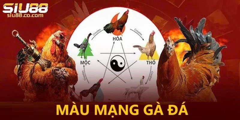Cách Chọn Màu Gà Truyền Thống Trên Nền Tảng Giải Trí Siu88 2 Giới thiệu về cách chọn màu gà