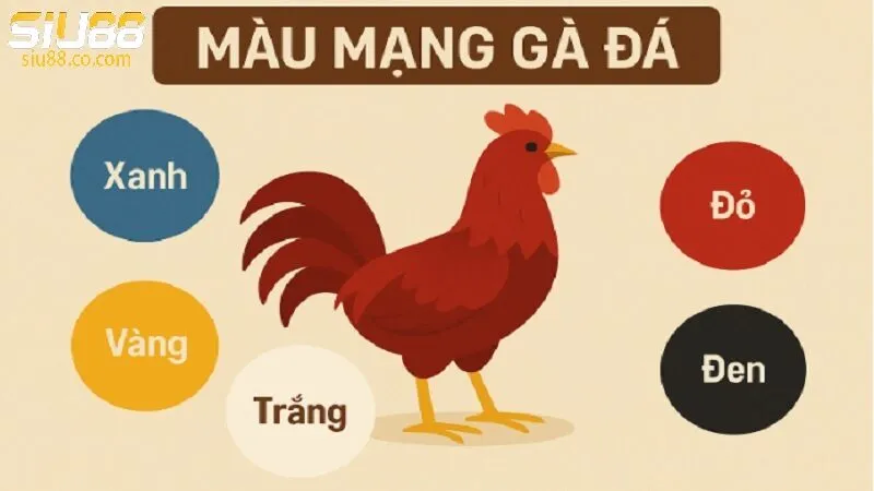 Cách Chọn Màu Gà Truyền Thống Trên Nền Tảng Giải Trí Siu88 3 Lưu ý khi chọn màu gà