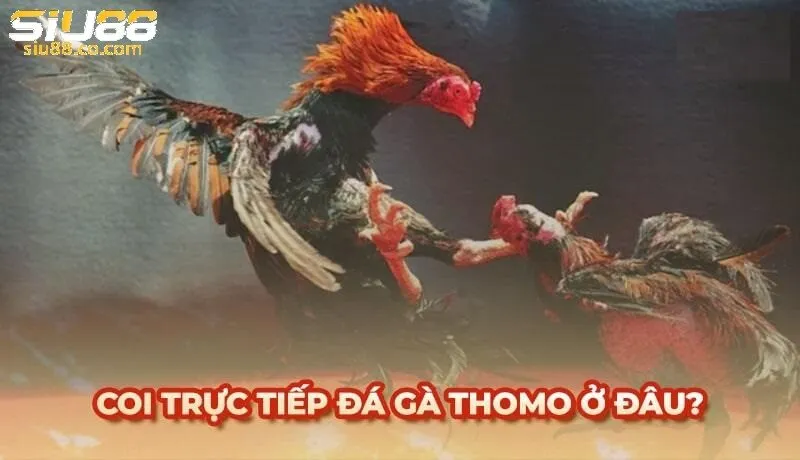 Đá Gà Thomo Siu88 - Nơi Tập Hợp Các Trận Đá Gà Đỉnh Cao 3 Cách phân định thắng thua Đá Gà Thomo Siu88